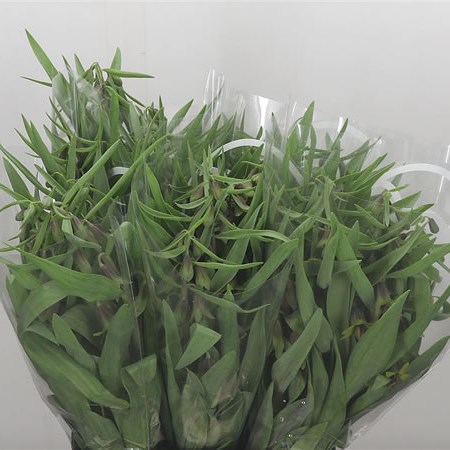 Fritillaria Serwersowii Green Eye