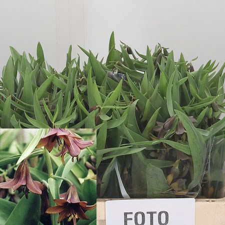 Fritillaria Sewerzowii