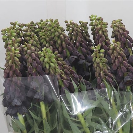 Fritillaria Twin Towers