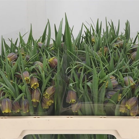 Fritillaria Uva Vulpis