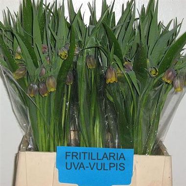 Fritillaria Uva Vulpis