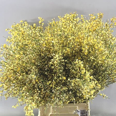GENISTA DYED CHAMPAGNE