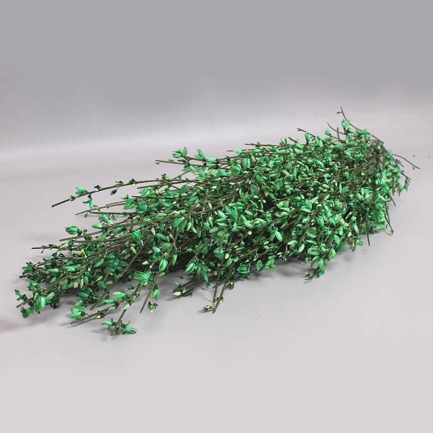 GENISTA DYED GREEN