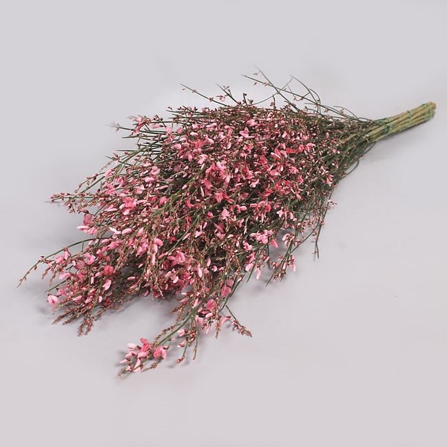GENISTA DYED PINK