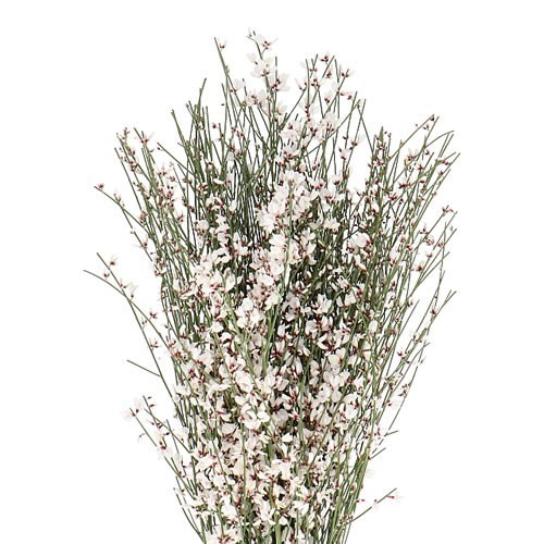 GENISTA WHITE 125GM
