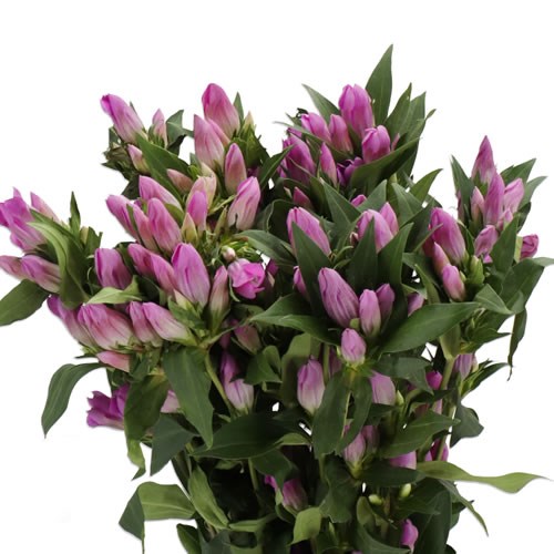 GENTIANA AUTUMN PINK ASHIRO