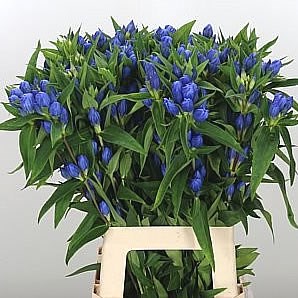 GENTIANA BLUE