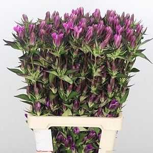 GENTIANA DEEP PINK ASHIRO