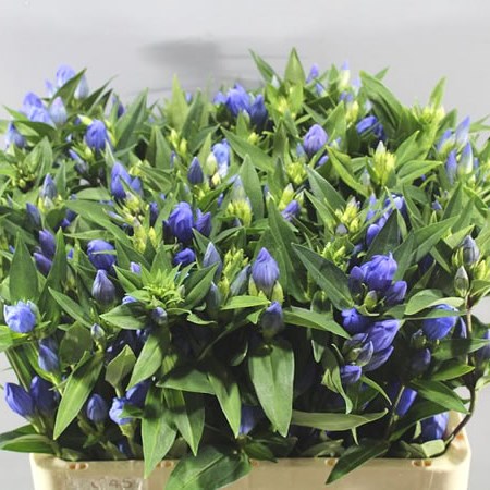 GENTIANA JUST BLUE