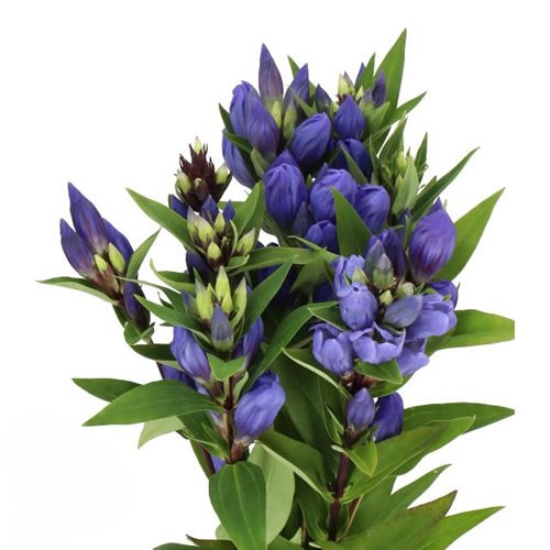 GENTIANA JUST BLUE