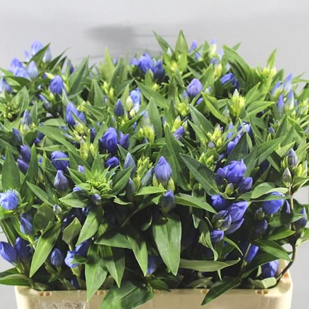 GENTIANA JUST BLUE