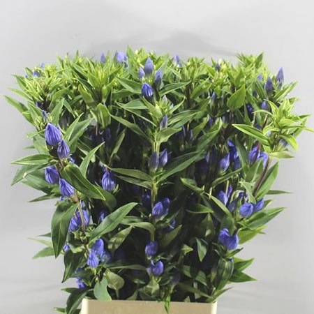 GENTIANA JUST BLUE