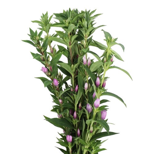 GENTIANA PINK SKY