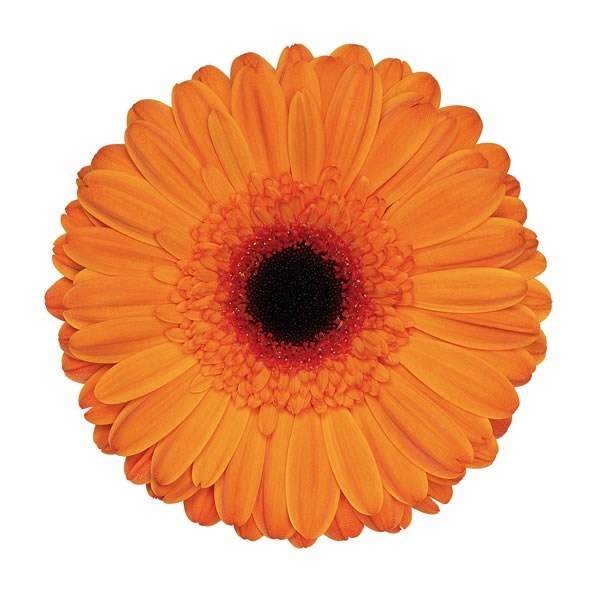 GERBERA ALEX