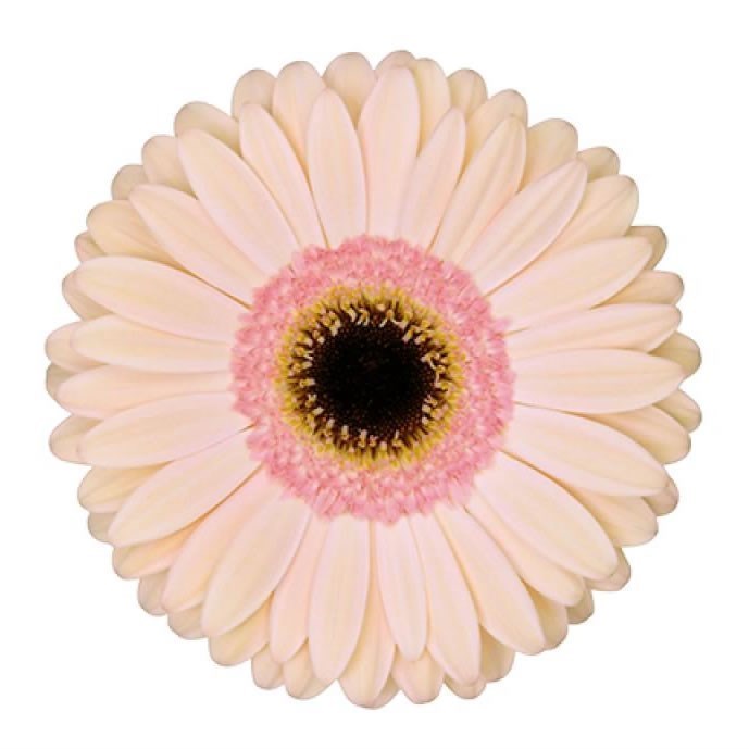 GERBERA ALLIANCE