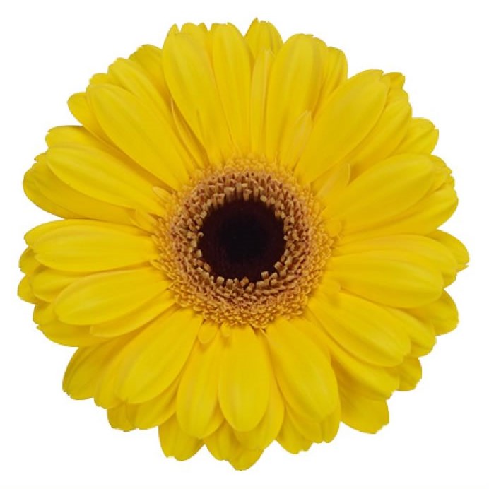 GERBERA AMSTEL