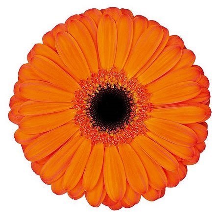 GERBERA APPLAUSE