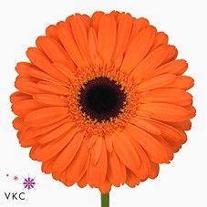 GERBERA APPLAUSE