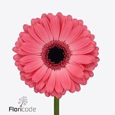 GERBERA AVENUE