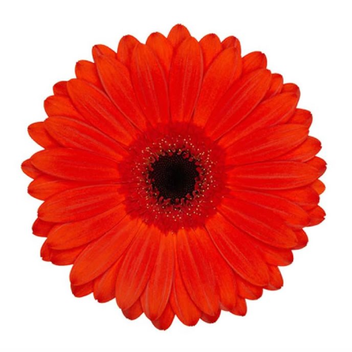 GERBERA BINTANG