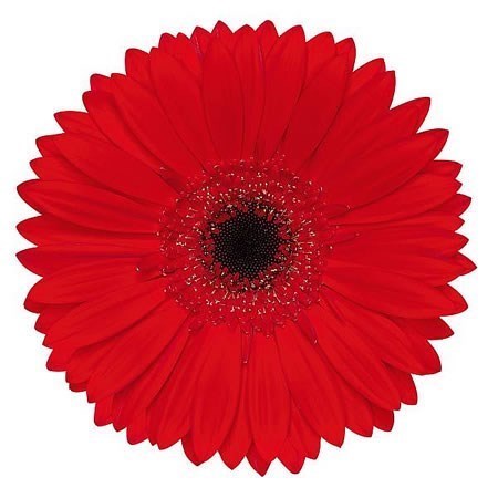 GERBERA BLINDDATE