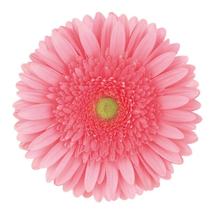 GERBERA BLOSSOM