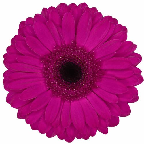 GERBERA BON DIA