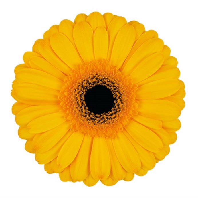 GERBERA CACHET