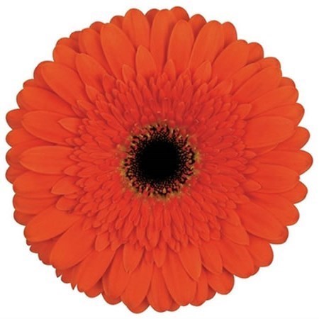 GERBERA CANDELA