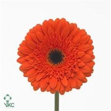 GERBERA CANDELA