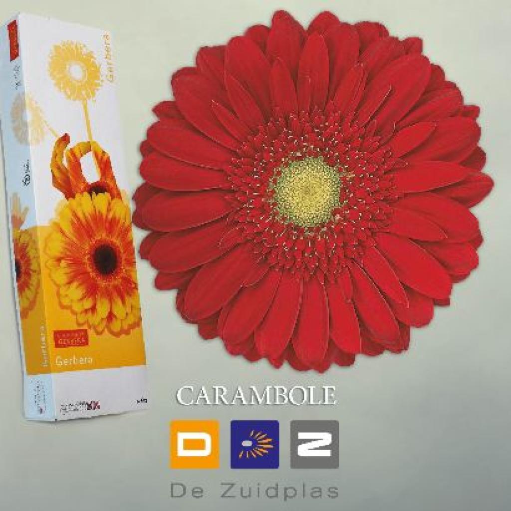 GERBERA CARAMBOLE