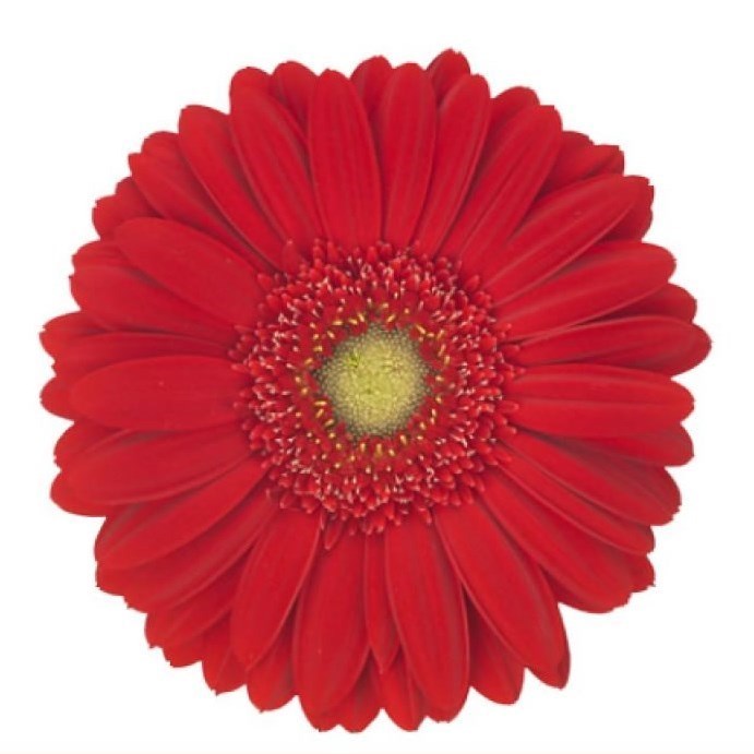 GERBERA CARAMBOLE