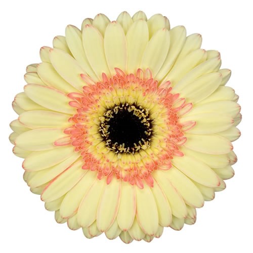 GERBERA CARTIZZE