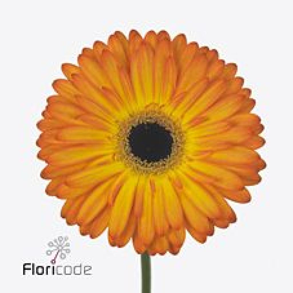 GERBERA CATWALK