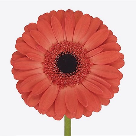 GERBERA COLIMA