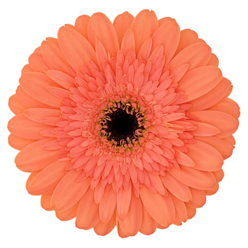 GERBERA COLIN