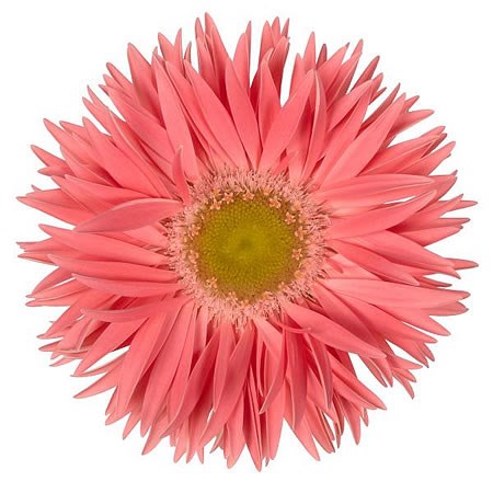 GERBERA COPPELL