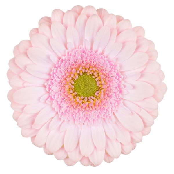 GERBERA DAVINA