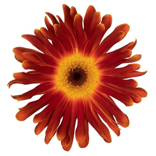 GERBERA DI MAGGIO