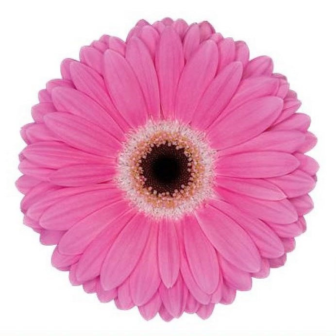GERBERA DREAMER