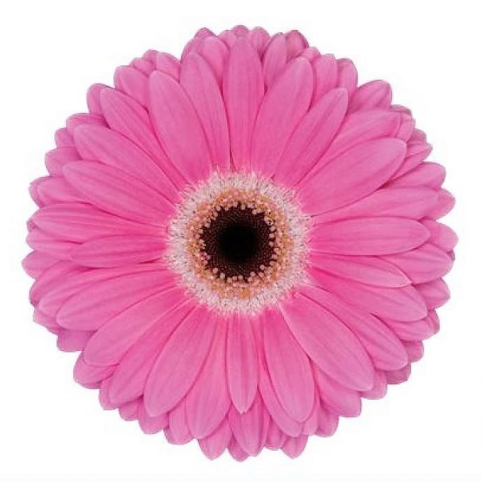 GERBERA DREAMER