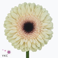 GERBERA ECLAIR