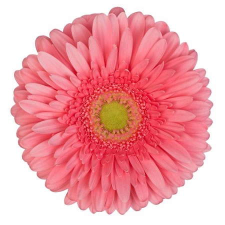 GERBERA ENRIQUE