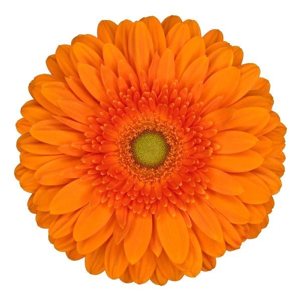 GERBERA EUREKA 