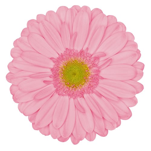 GERBERA EVI