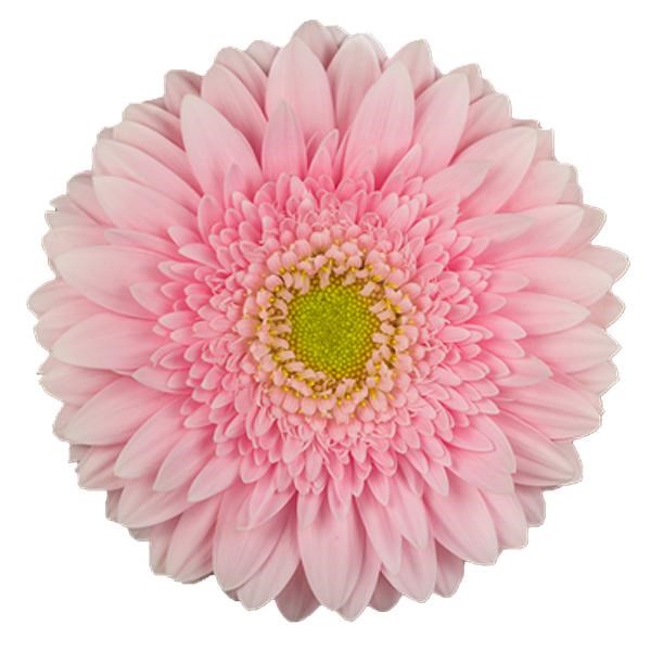 GERBERA FEM