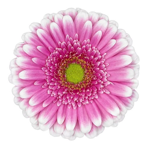 GERBERA FINLEY