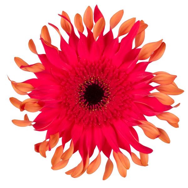 GERBERA FOXY