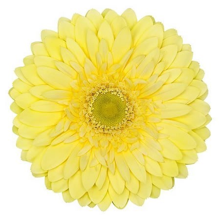 GERBERA FULL MOON