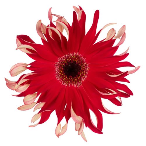 GERBERA GERPASTA FIRE